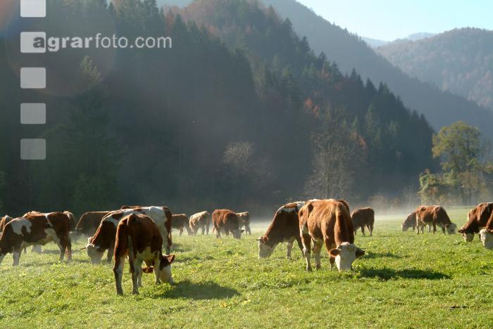 Fleckvieh Nebel 2