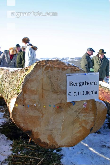 Holz Submission