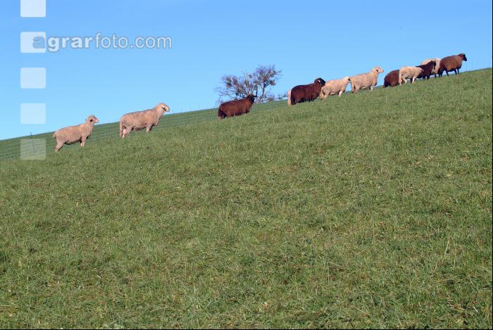 Schafe Heimweg 2