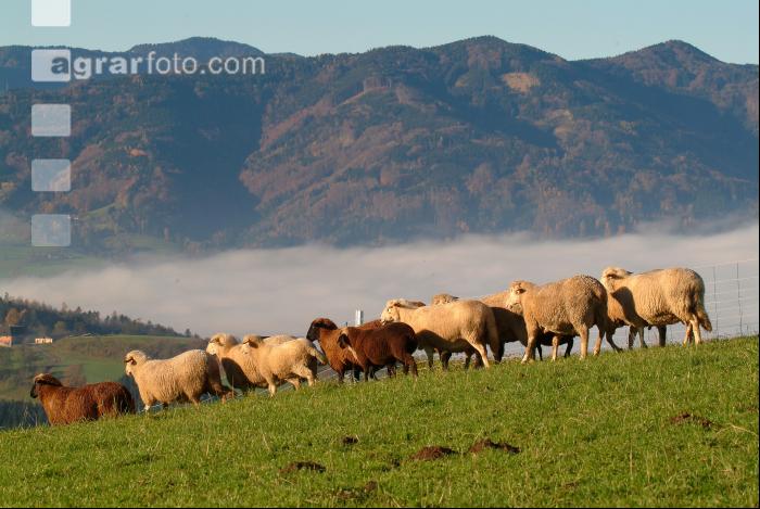 Schafe Nebel 03