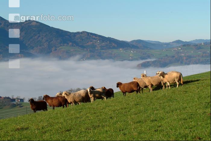 Schafe Nebel 04