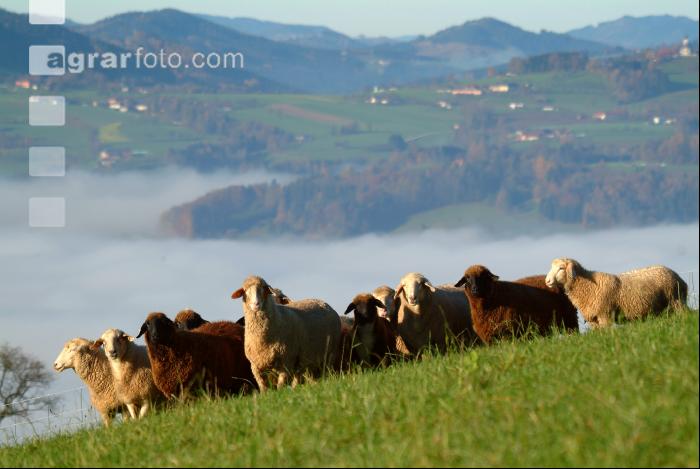 Schafe Nebel 08