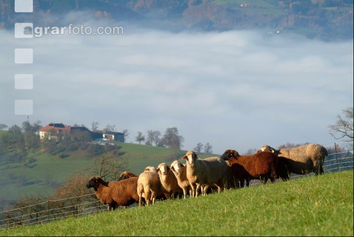 Schafe Nebel 14