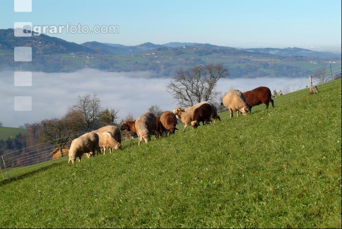 Schafe Nebel 18
