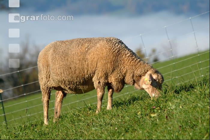 Schafe Nebel 20