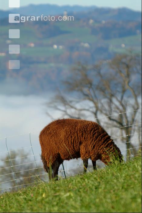 Schafe Nebel 26