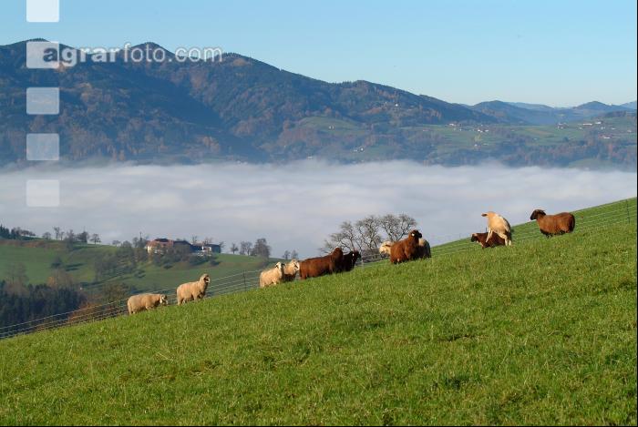 Schafe Nebel 31