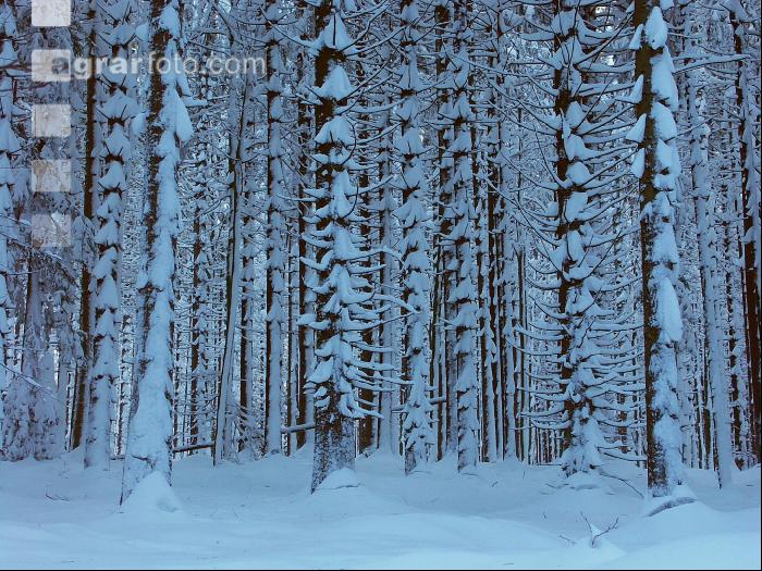 Wald verschneit 6