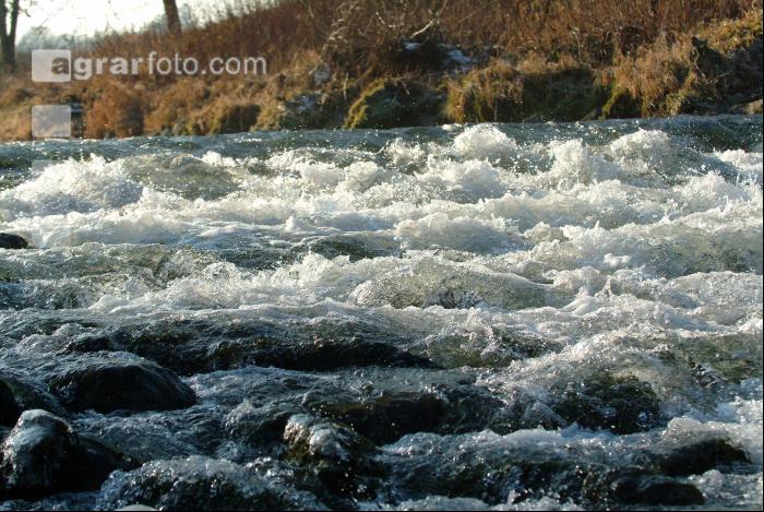 Wassergischt 7