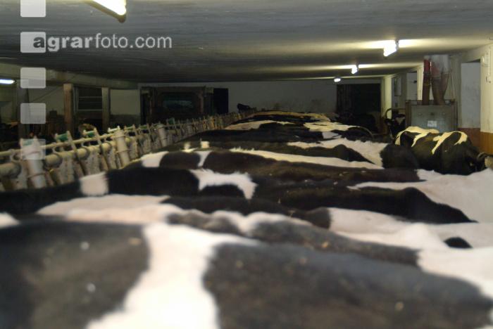 Holstein im Stall