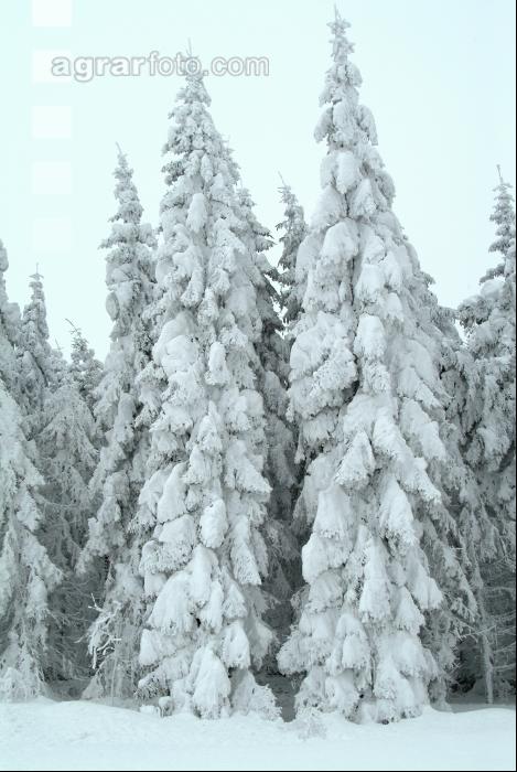 Wald verschneit 4