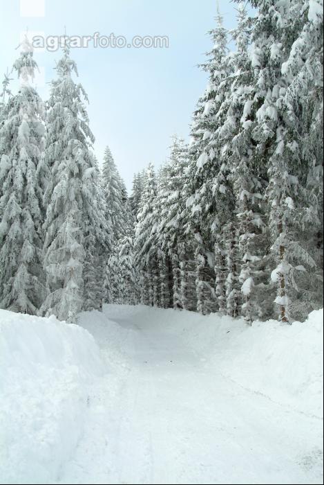 Wald verschneit 5