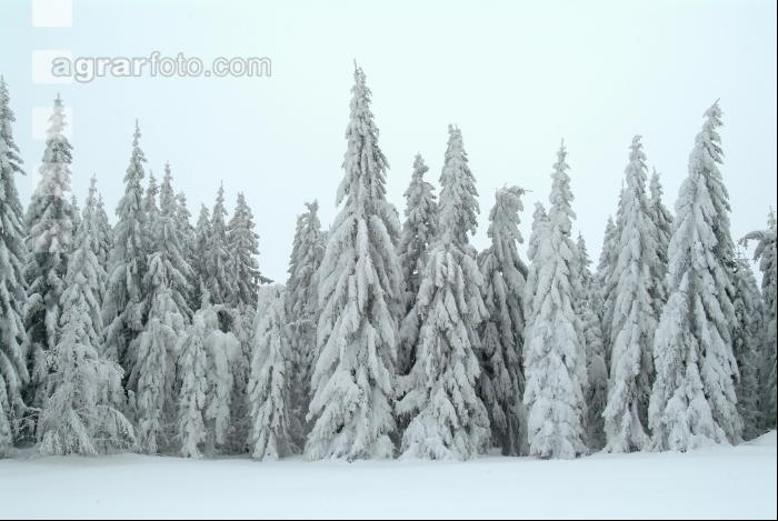 Wald verschneit 3
