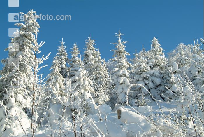 Wald verschneit 2