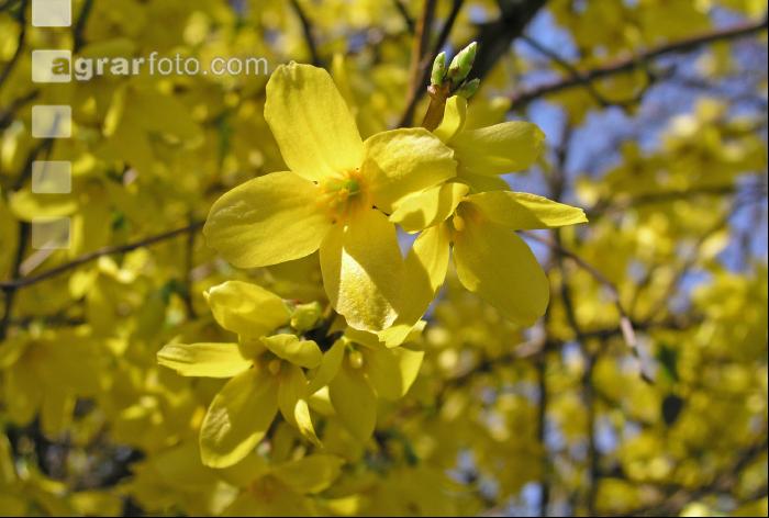 Forsythie 2