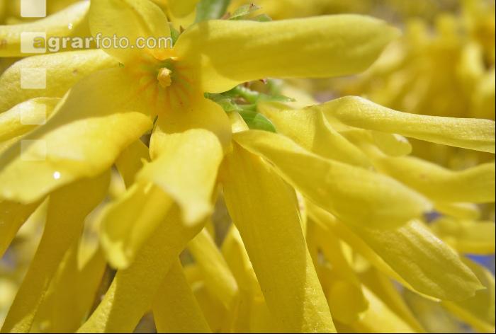 Forsythie 1