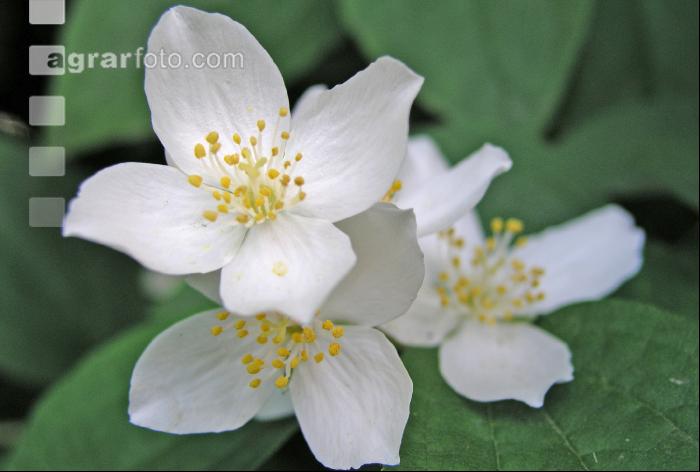 Falscher Jasmin 1