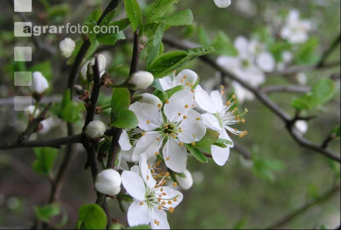 Kriacherl Blüte 1