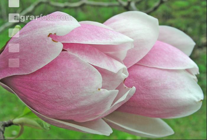 Magnolie 3