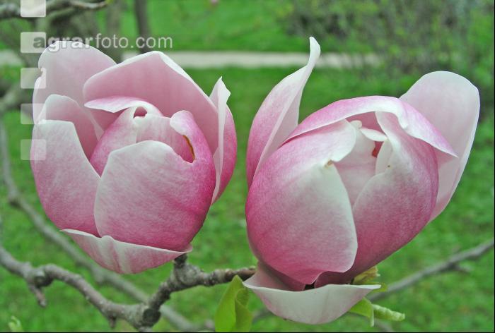 Magnolie 2