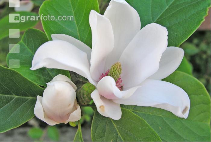 Magnolie 1