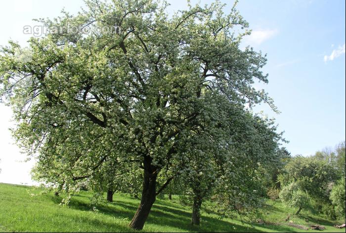 Mostobst Blüte 12