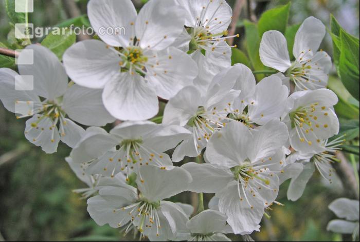 Kirsche Blüte 5