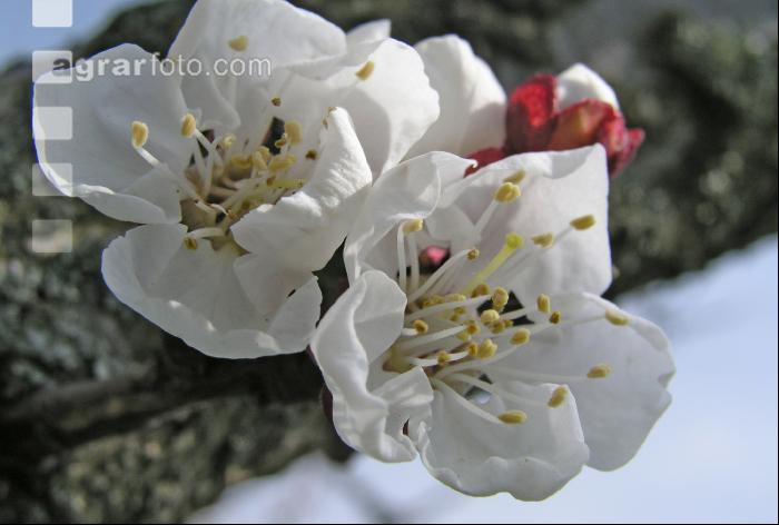 Marille Blüte 14