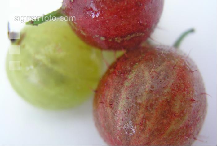 Stachelbeeren 2