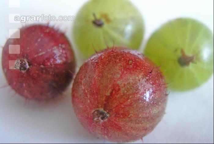 Stachelbeeren 1