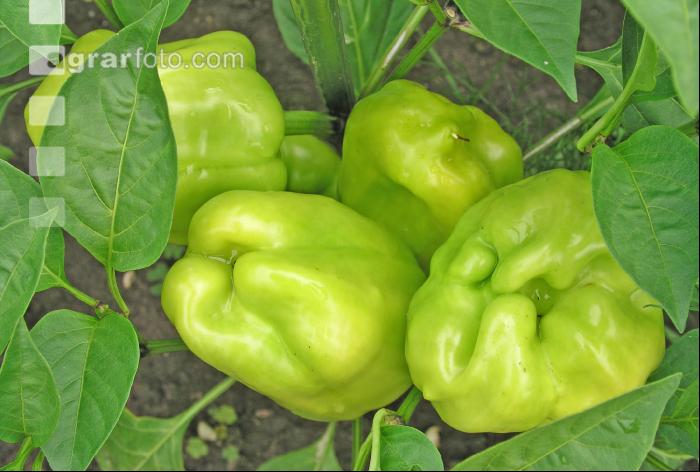 Paprika 2