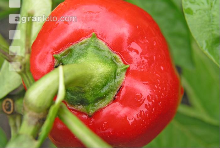 Paprika 4