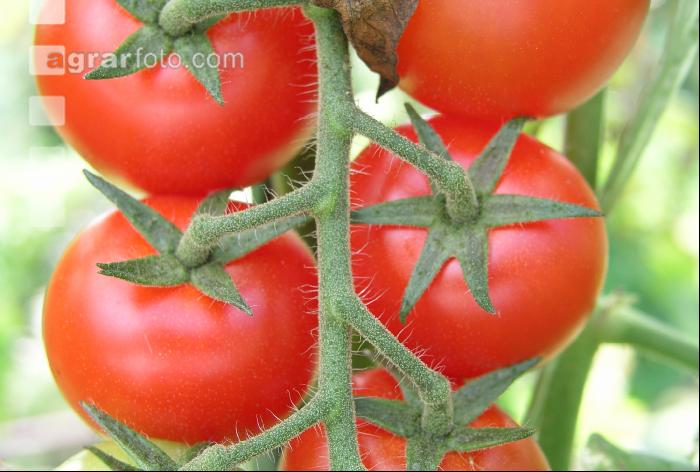 Tomate 1