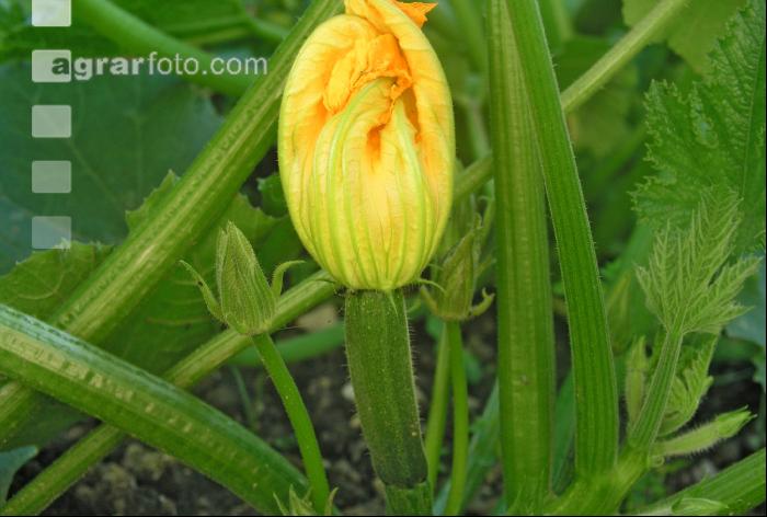 Zucchini 3