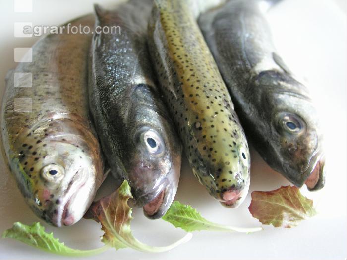 Frischfisch 1