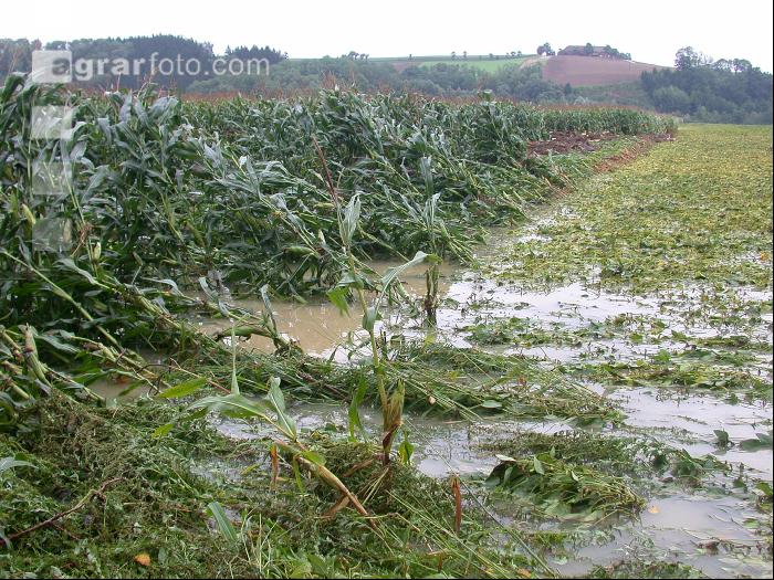 Soja Hochwasser 2