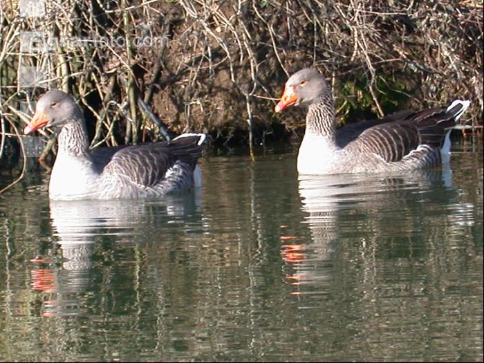 Toulouser Gans 2