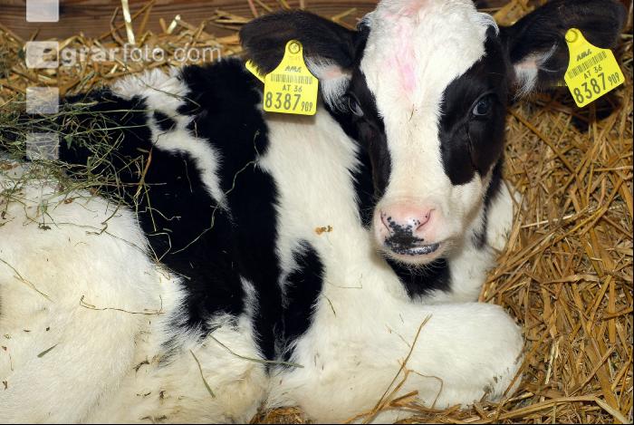 Holstein Stroh 2