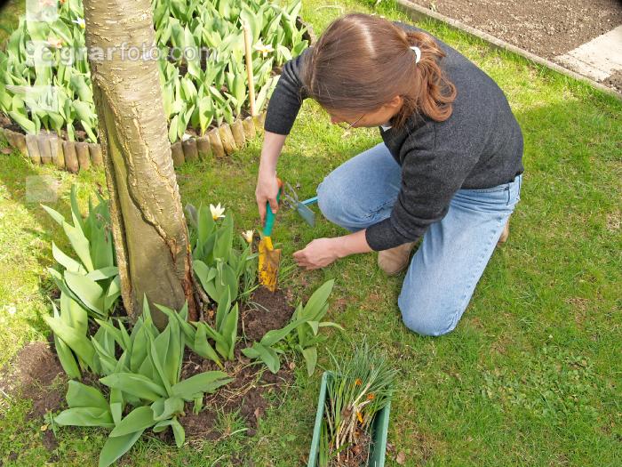 Gartenarbeit