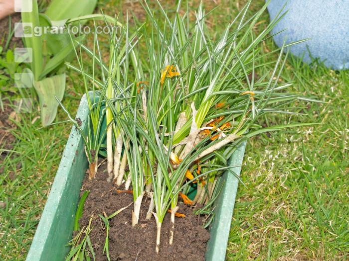 Krokusse ausstechen 4