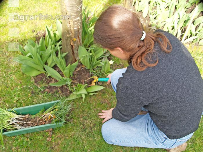 Krokusse ausstechen 1