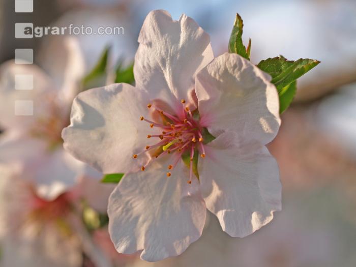 Mandel Blüte 4