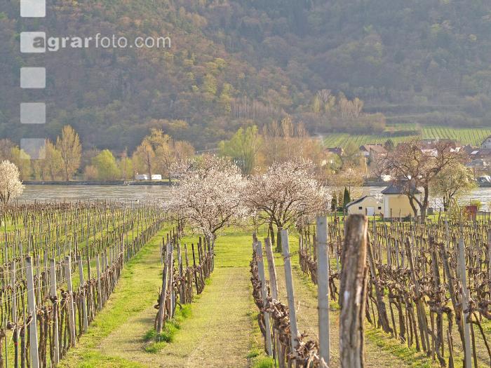 Wachau 1