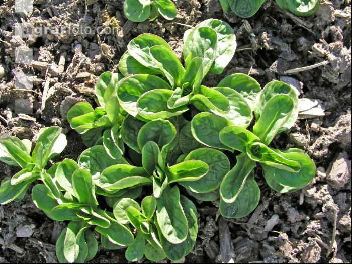 Feldsalat 5