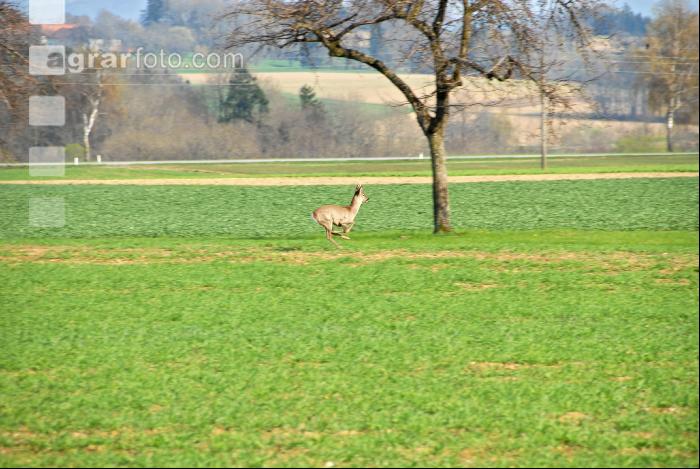 Rehe Frühjahr 2