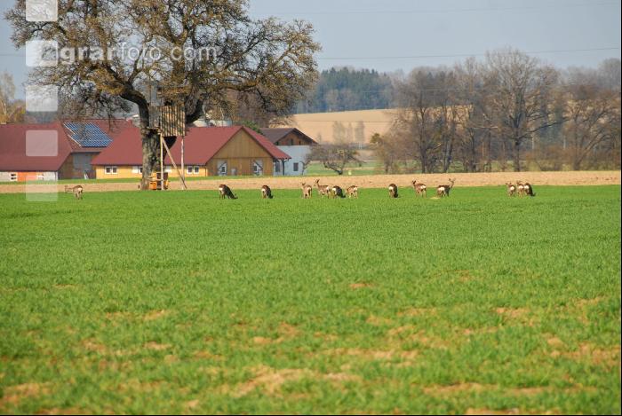 Rehe Frühjahr 3