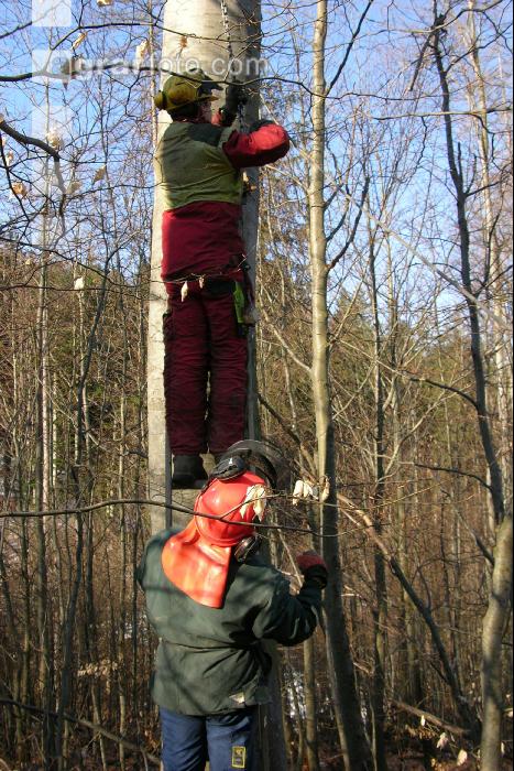Buchen fällen 12