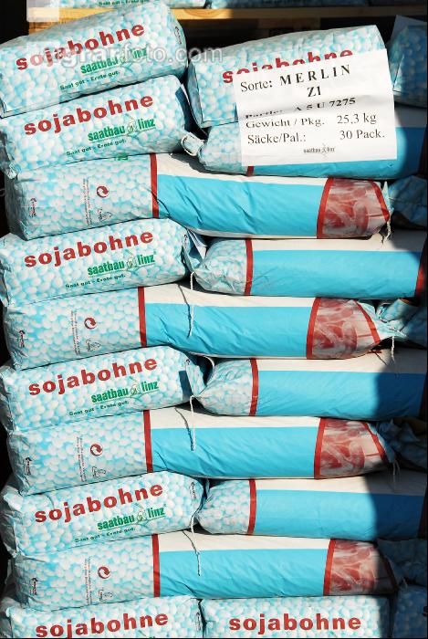 Soja Saatgut 13