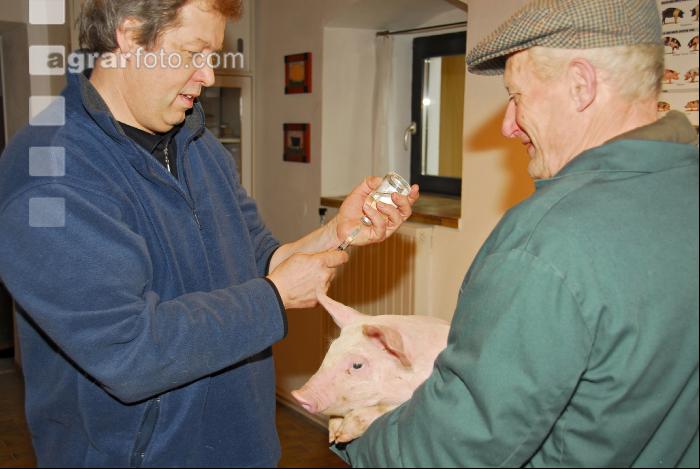 Schwein Narkose 3