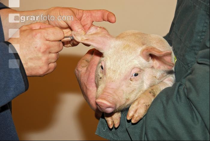 Schwein Narkose 4